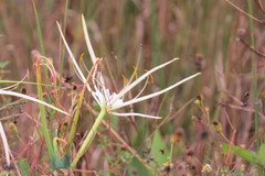 Hymenocallis palmeri