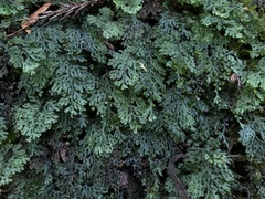 Hymenophyllum barbatum