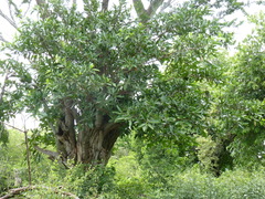 Ficus crocata