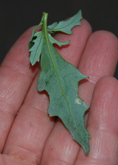 Oxybasis glauca