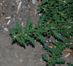 Oxybasis glauca