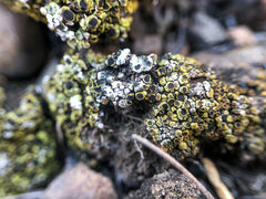 Acarospora schleicheri