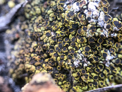 Acarospora schleicheri