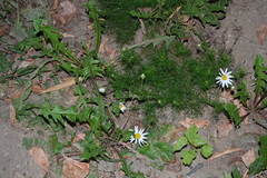 Tripleurospermum inodorum