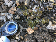 Acarospora schleicheri