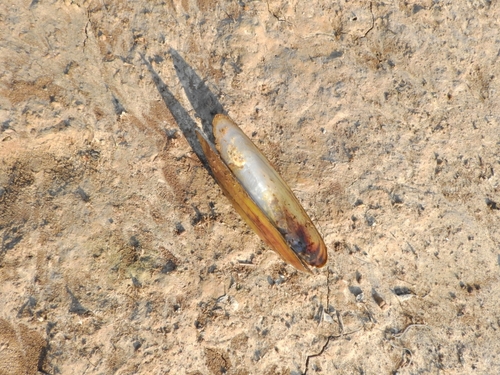 Mycetopoda siliquosa