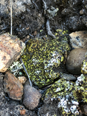 Acarospora schleicheri