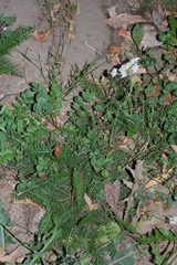 Achillea millefolium