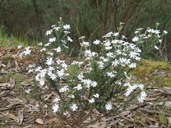 Olearia minor