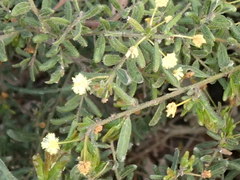 Acacia aspera