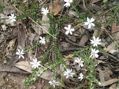 Olearia minor