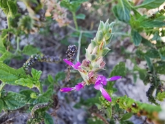 Dalea pogonathera