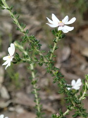 Olearia minor