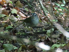 Myiothlypis leucoblephara