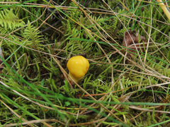 Hygrophorus hypothejus