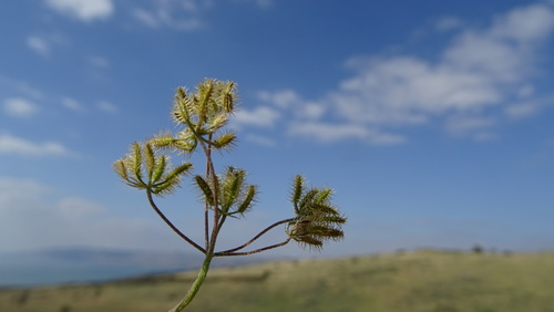 Representative image of Torilis leptophylla