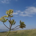 Torilis leptophylla - Photo (c) יאיר אור, algunos derechos reservados (CC BY-NC-SA), subido por יאיר אור