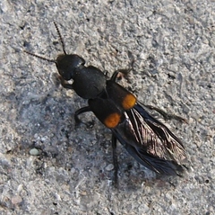 Platydracus fossator