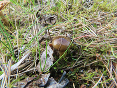 Hygrophorus hypothejus