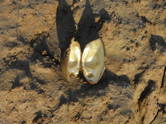 Castalia ambigua