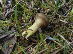 Hygrophorus hypothejus
