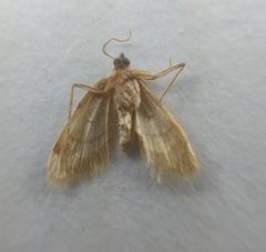 Lepidoptera