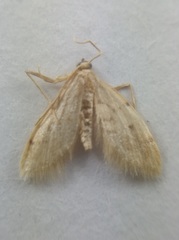 Lepidoptera