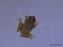 Dendropsophus nanus