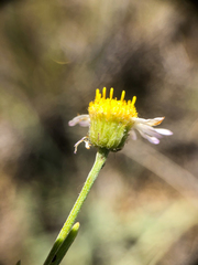 Erigeron filifolius