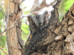 Psiloscops flammeolus