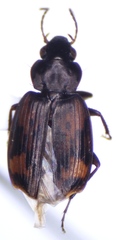 Tetragonoderus