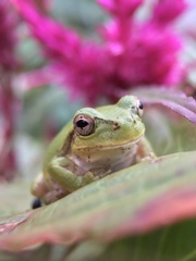Hyla japonica