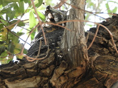 Psiloscops flammeolus