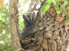 Psiloscops flammeolus