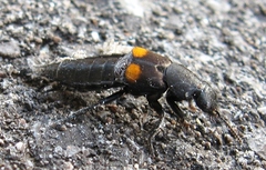 Platydracus fossator