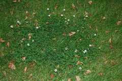 Trifolium repens