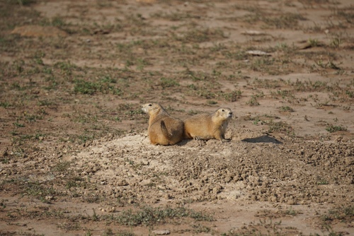 Black-tailed Prairie Dog photographed in Oklahoma