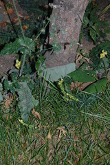 Linaria vulgaris