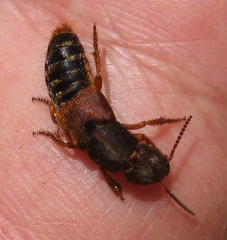 Platydracus immaculatus