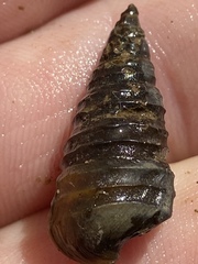 Pleurocera annulifera