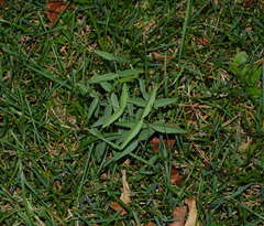 Vicia sepium