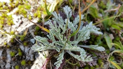 Jacobaea incana
