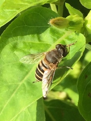 Eristalis cerealis