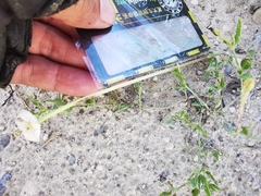 Acleisanthes longiflora