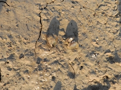 Castalia ambigua