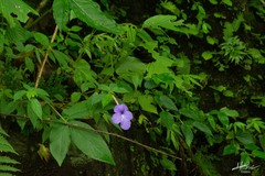 Achimenes longiflora