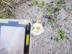 Acleisanthes longiflora