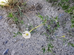 Acleisanthes longiflora