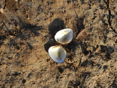 Castalia ambigua
