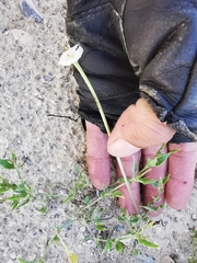 Acleisanthes longiflora